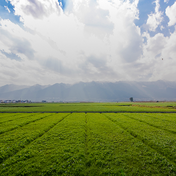 Agricultural and farmland